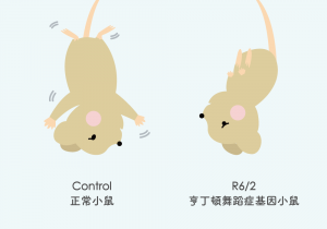 正常的小鼠被抓起來會亂動，但帶有亨丁頓舞蹈症基因的小鼠神經退化，被抓起來時四肢是向內抱住 圖說設計│林婷嫻、張語辰