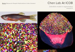 看起來彷彿藝廊的網站,每一張照片,都訴說著對再生研究的好奇與發現。 圖片來源│陳振輝實驗室網站