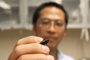 尼泊爾埋葬蟲體長不足 2 公分，但是牠們的多元合作策略，透過沈聖峰的研究，成為台灣在地的生物學知識寶藏。圖│研之有物