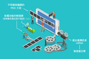 由核酸及多種蛋白因子組成的剪接體 (Spliceosome)，就像生物體內的電影剪接團隊。圖│研之有物