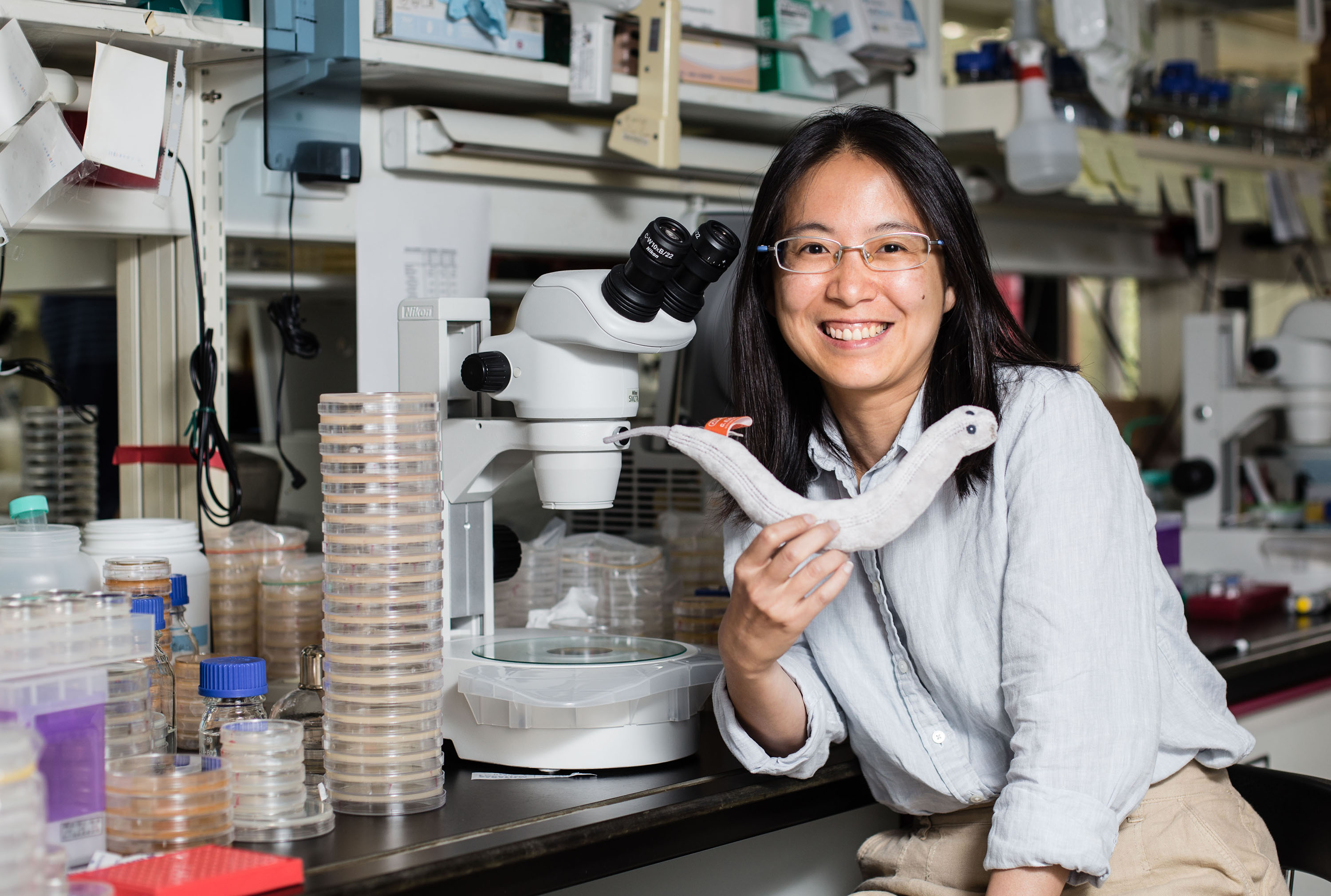 中研院分子生物研究所的薛雁冰助研究員,手上拿著線蟲娃娃,身旁一盒盒培養皿住著線蟲捕捉菌(一種真菌)。圖│研之有物