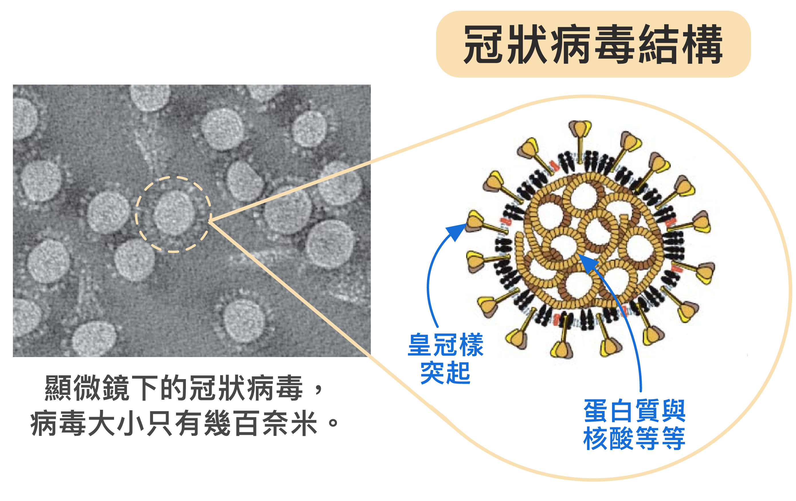 冠狀病毒體型不但非常微小，只有幾百奈米，外表為薄殼，具有特殊皇冠樣突起，內部中空，裝著密度高的蛋白質、基因等。病毒藉由宛如超迷你戰艦的構造，將蛋白質、核酸送入人體並綁架細胞。圖│研之有物 (資料來源│胡哲銘)