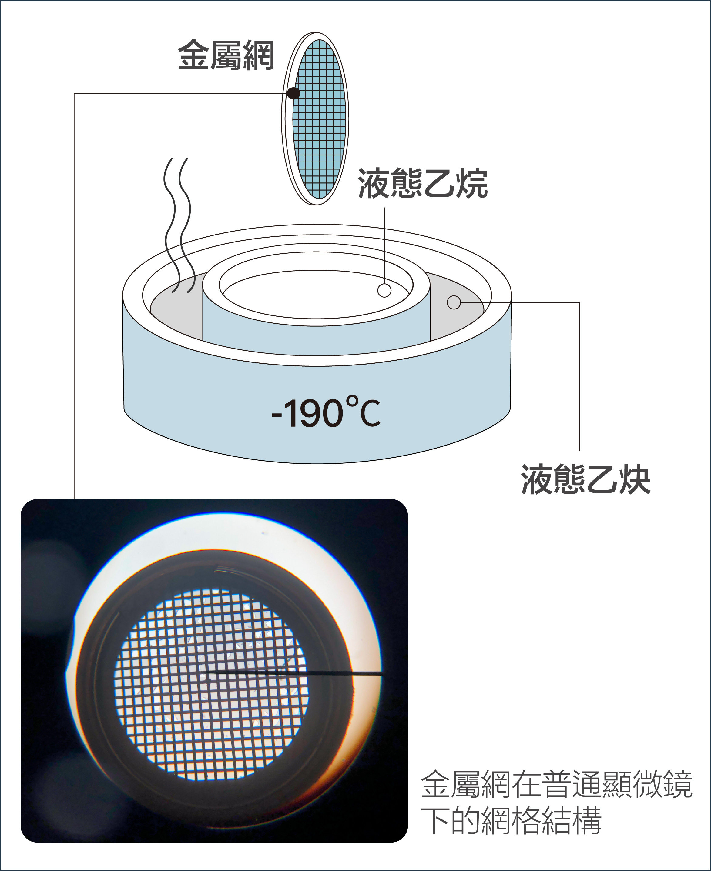 第二步:將金屬網快速射入攝氏-190度的液態乙烷中,樣本將被急速冷凍的「玻化水」包覆。圖│研之有物 (資料來源│pdf)