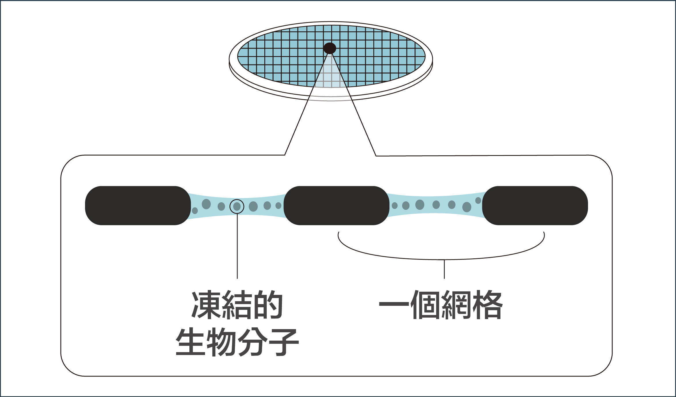 第三步:在攝氏-190度的低溫中,研究員進行電子顯微鏡的觀測,可保生物分子結構不受影響。圖│研之有物 (資料來源│pdf)