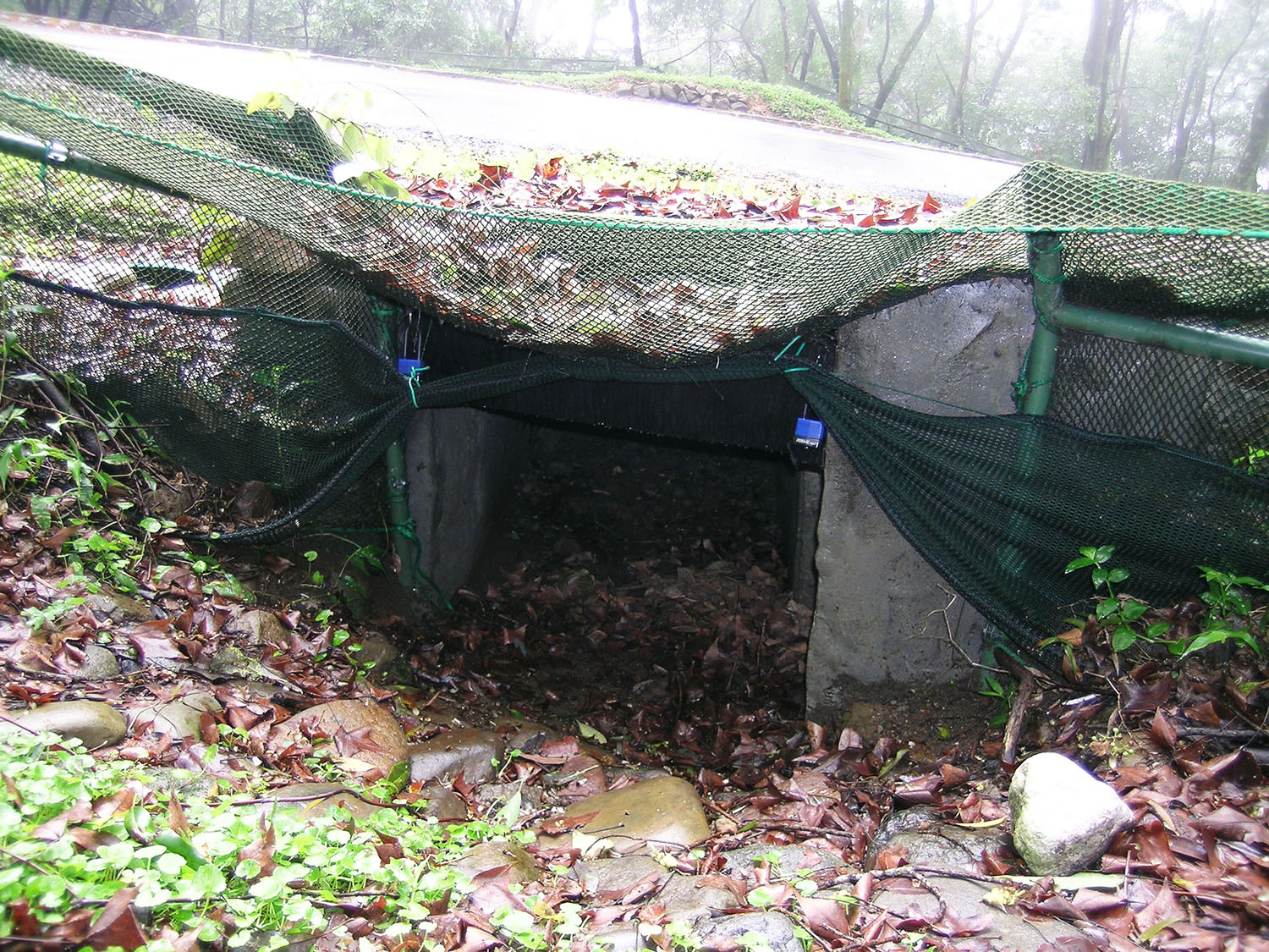 生態廊道可連接遭到馬路切割的野生動物棲息地,提供動物們移動的安全通道,以減少路殺。圖│林德恩