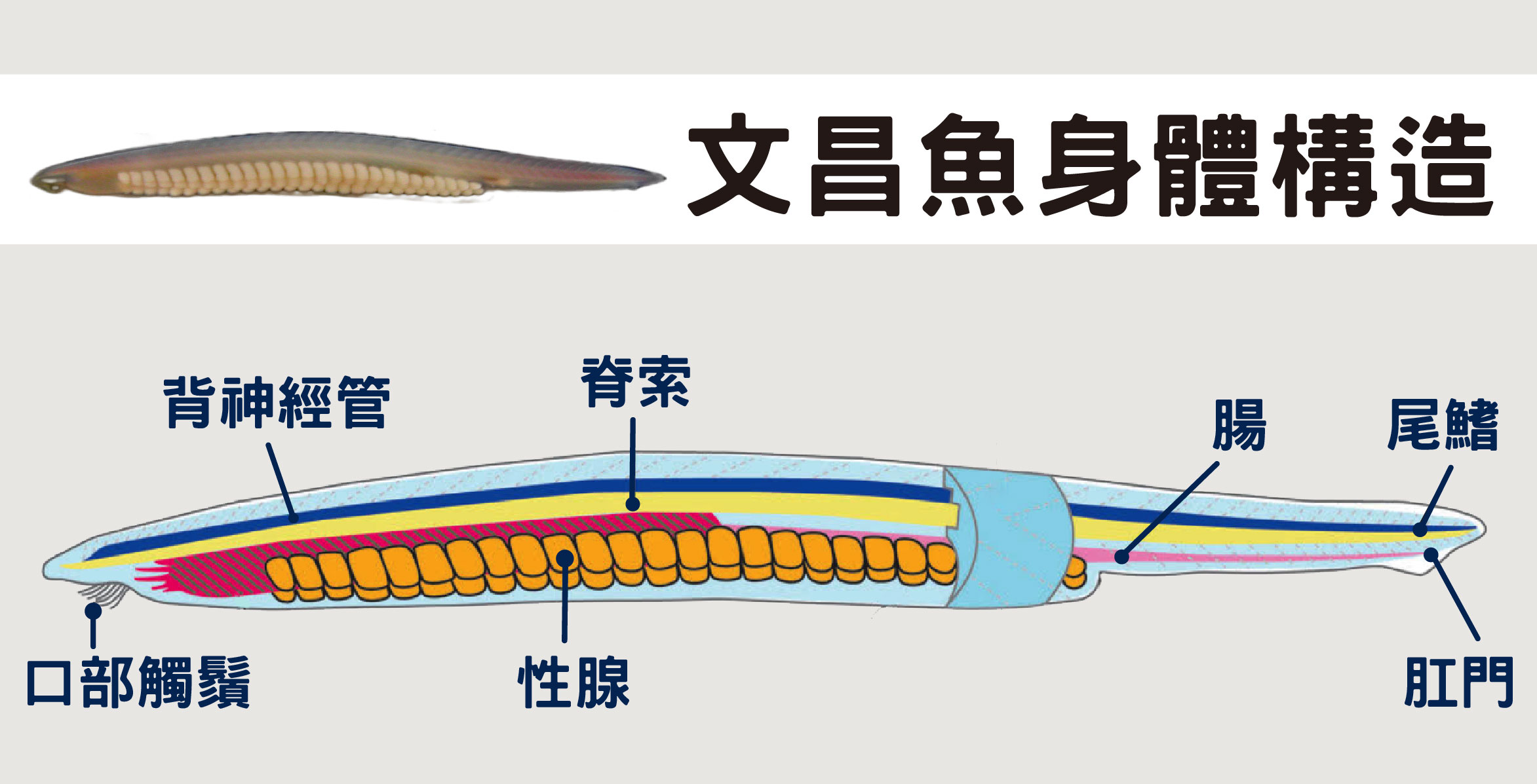 圖為脊索動物代表—文昌魚。脊索動物門包含頭索動物、尾索動物、脊椎動物，共同特徵是在個體發育過程或某時期有 (支撐身體的) 脊索、背神經管 (神經集合成一束) 和分節的肌節，脊椎動物 (如人類) 又多了脊椎骨和發達的頭部。圖│游智凱 (圖說原作│研之有物)