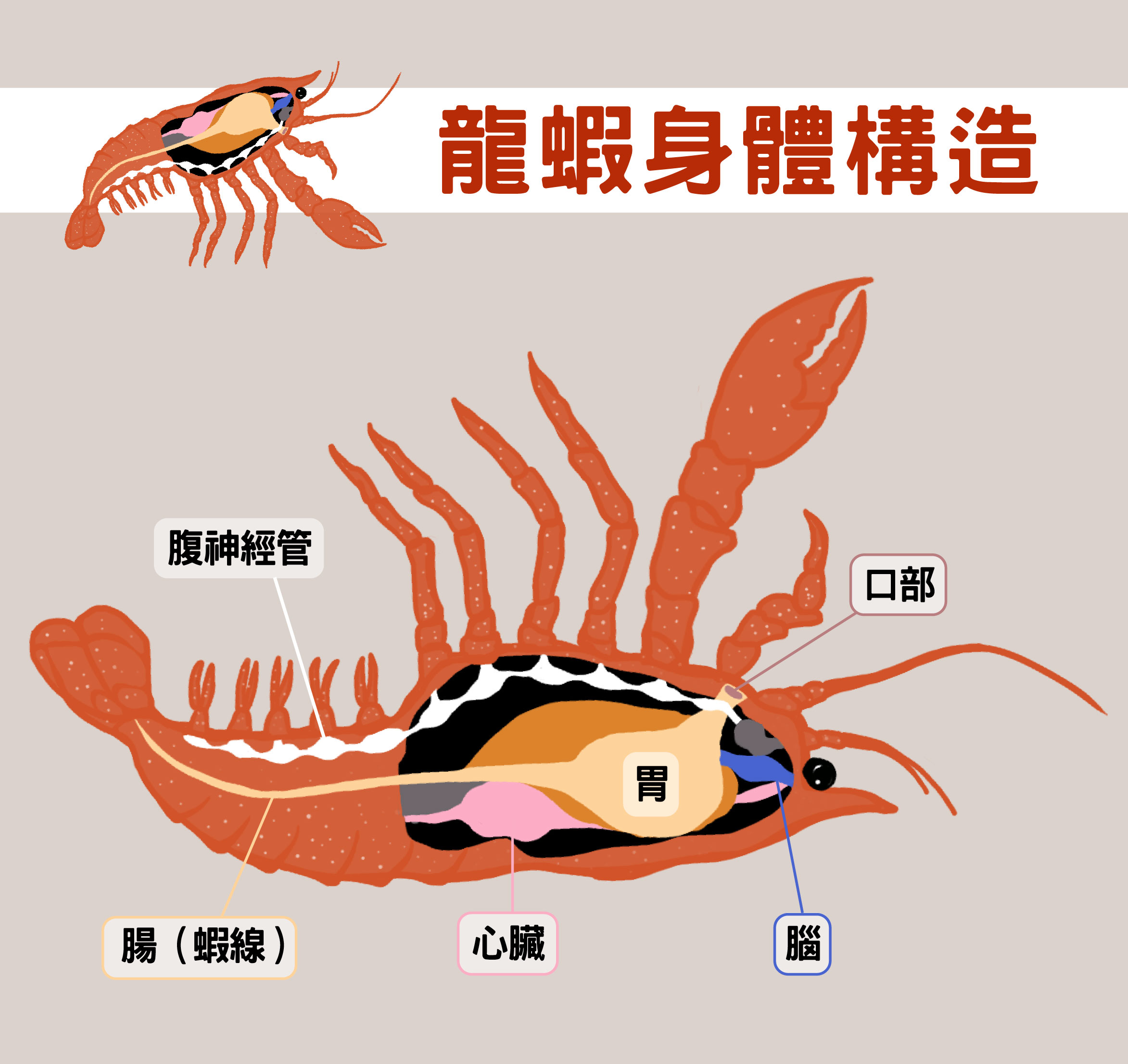 龍蝦一樣有神經管，把牠翻過來，神經管在上、腸子在下，很像脊椎動物。圖│研之有物