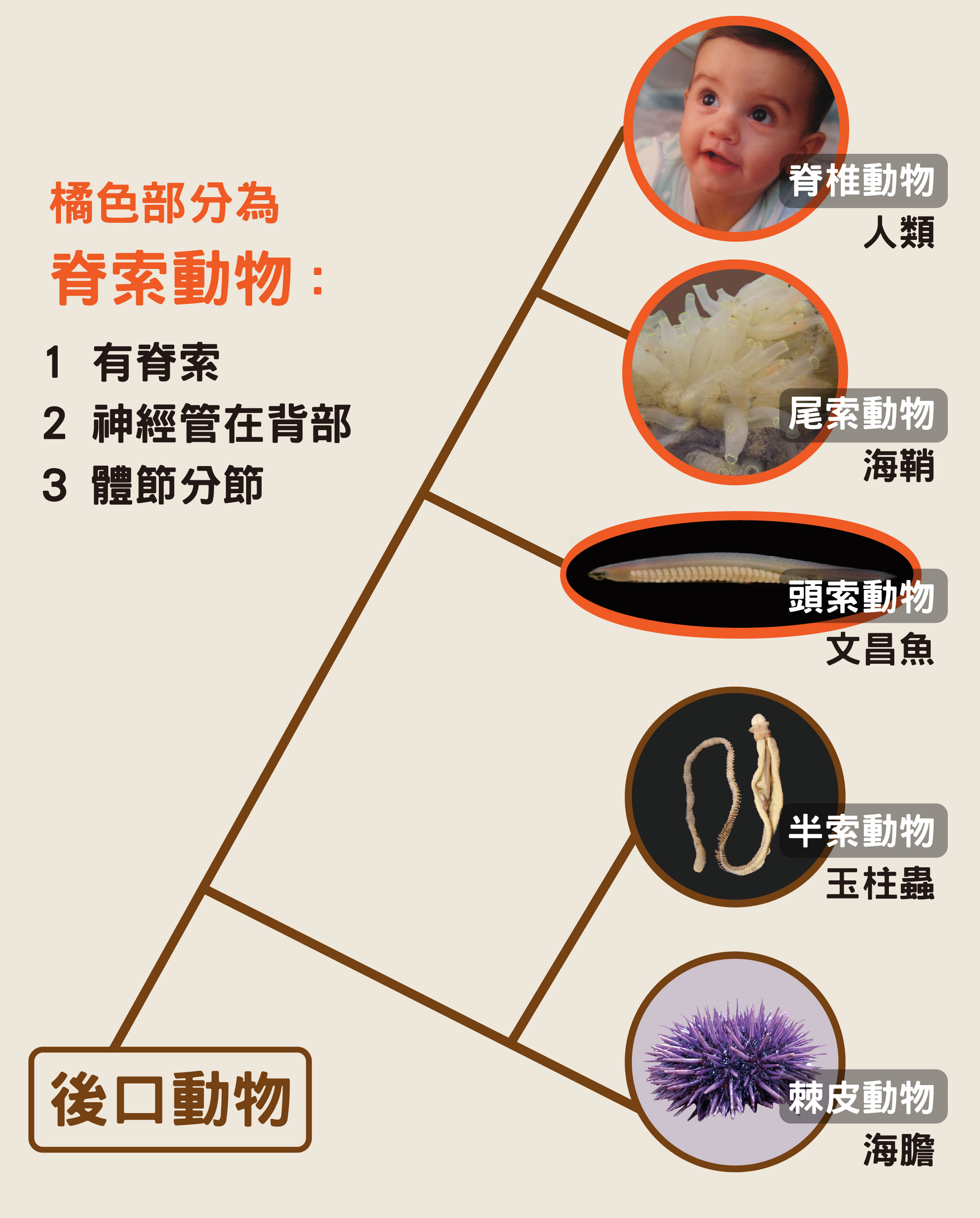 脊索動物和玉柱蟲都屬於後口動物。若胚胎發育出現的第一個開口變成嘴巴，稱為原口動物，若第一個開口變成肛門，腸子往前觸到另一邊打開成為嘴巴，稱為後口動物，像海膽、玉柱蟲、文昌魚以及人類。圖│蘇怡璇、維基百科 (圖說原作│研之有物)