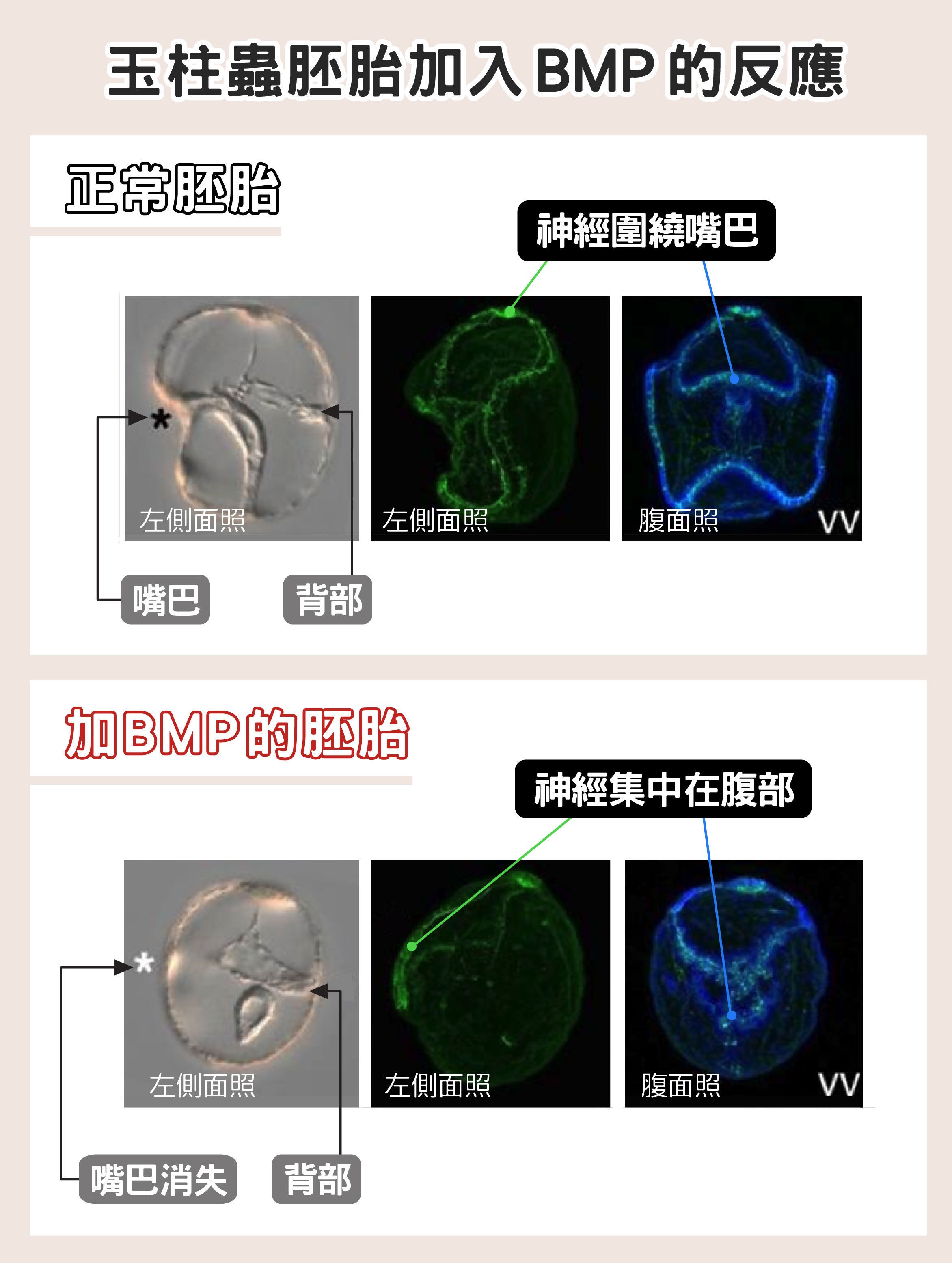 玉柱蟲的正常胚胎以及加了BMP的胚胎比較圖。上列顯示：正常玉柱蟲的神經系統分布於腹背兩側之間，以控制纖毛擺動，幫助攝食。下列顯示：加了BMP後的玉柱蟲胚胎，嘴巴無法形成，神經聚集在腹面。圖│蘇怡璇 (圖說原作│研之有物)