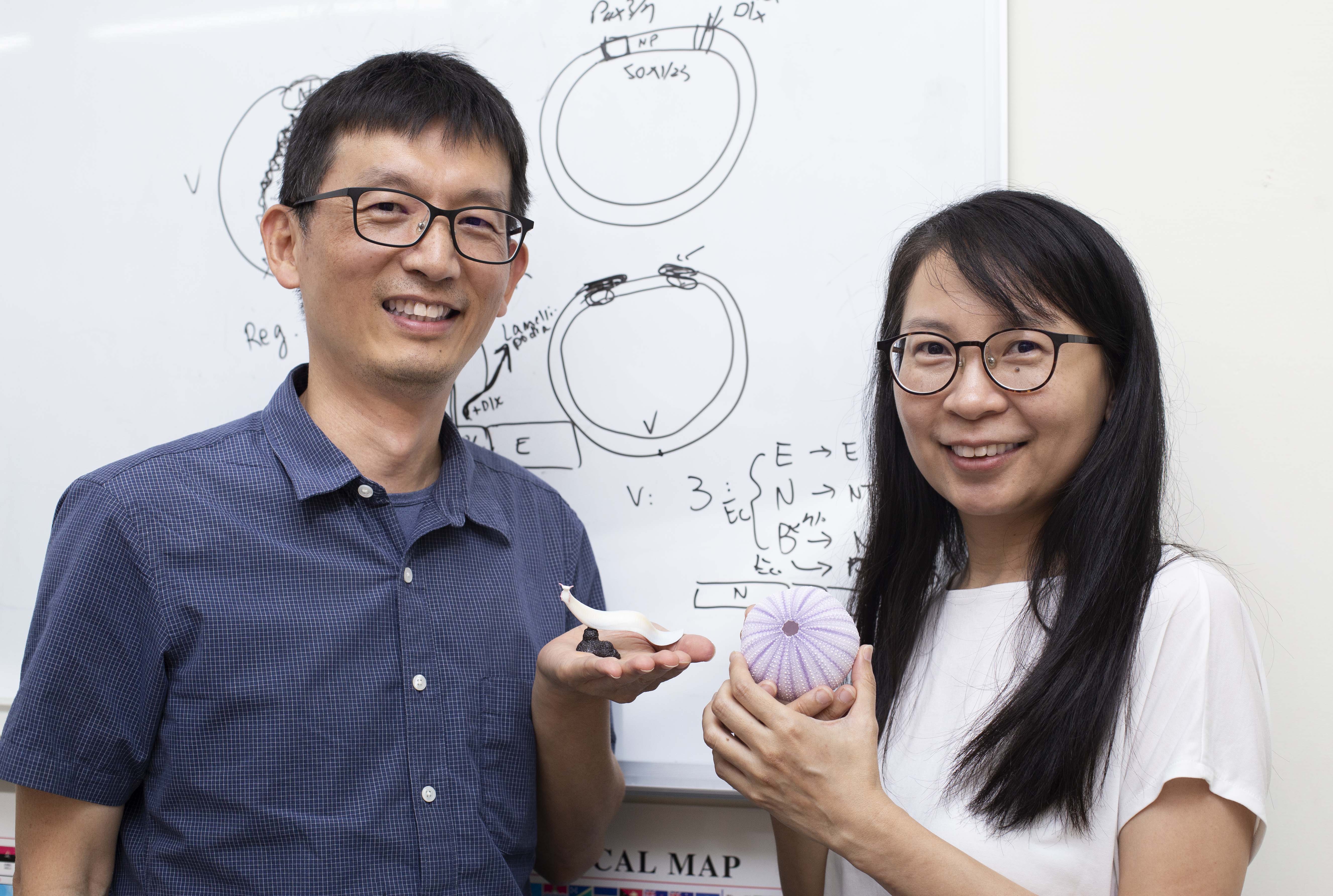 蘇怡璇和游智凱是一對夫妻研究員， 蘇怡璇研究海膽，游智凱研究文昌魚，這次合作親緣相近的玉柱蟲，揭開脊索動物腹背翻轉之謎。平常兩人常常帶著研究團隊進行讀書會，研討論文、演化相關書籍，透過彼此激盪，才能逐步拼湊線索，構想出全新的理論。圖│研之有物