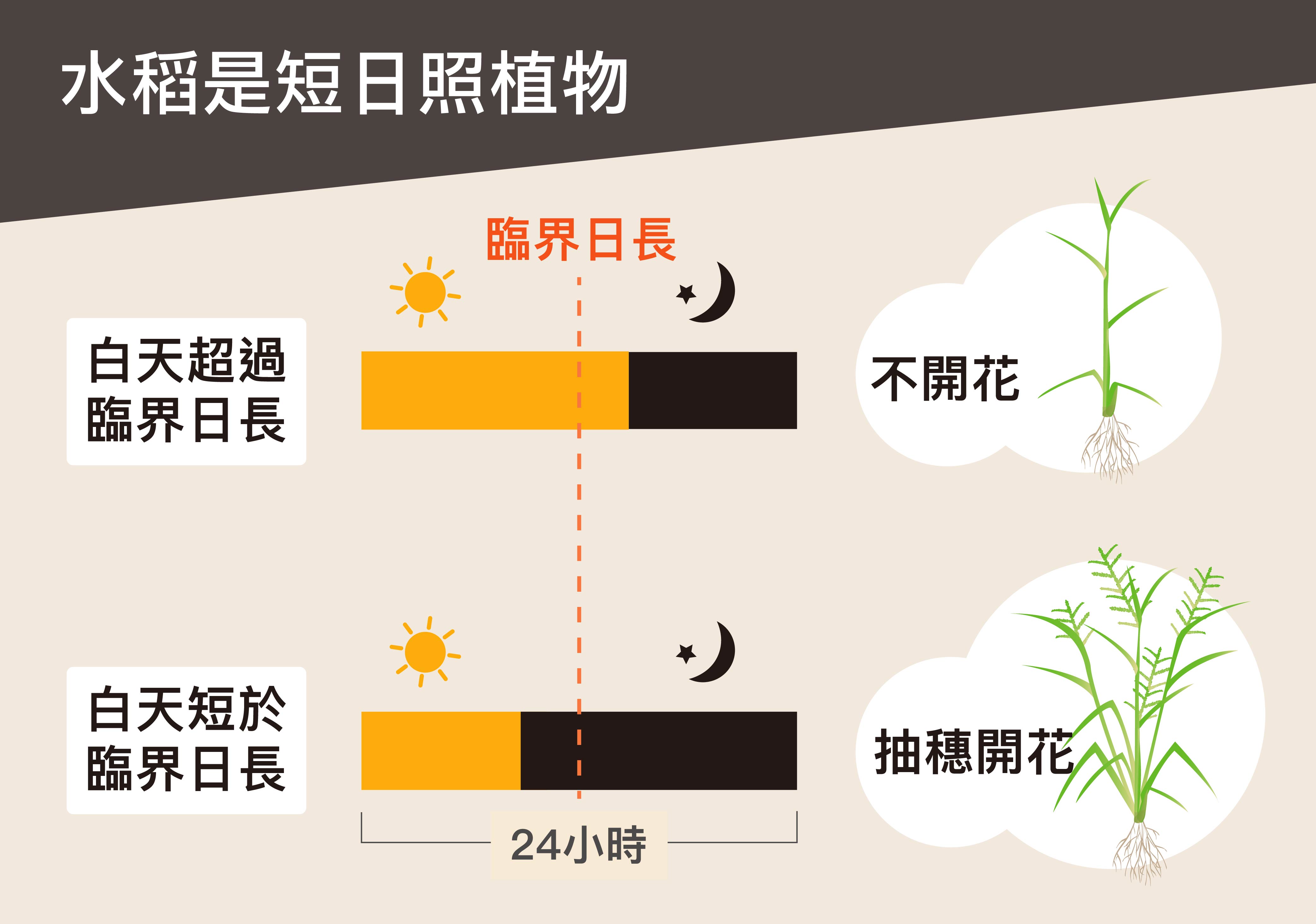 臨界日長是決定植物是否開花的最短或最長光照時間。短日照植物的光照時間必須短於臨界日長，植物才會開花，長日照植物則反之。圖│研之有物