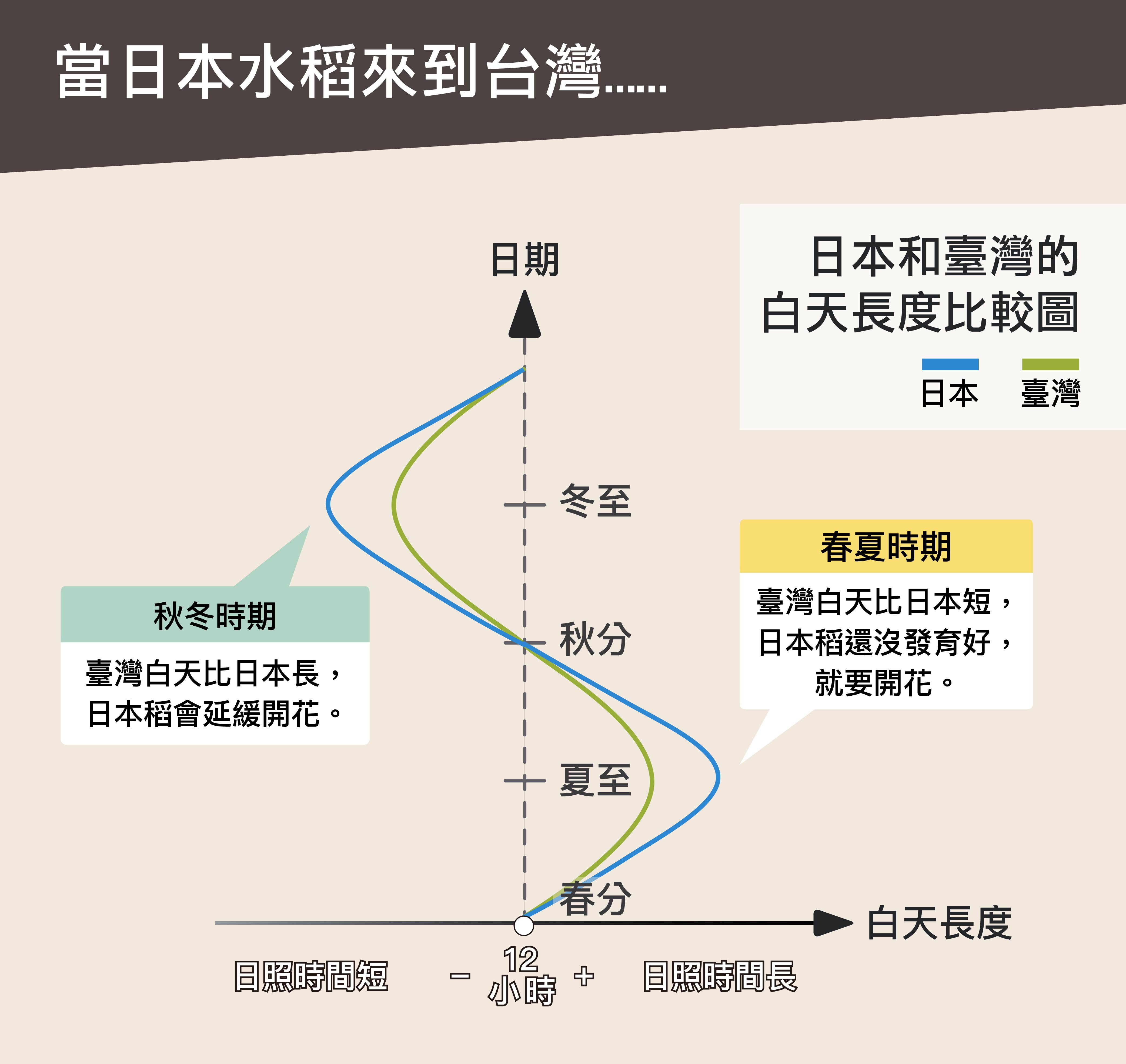 日本來的水稻在緯度較低的臺灣種植，春、夏稻子尚未發育完全就提早抽穗，秋、冬又會延遲抽穗，一年只有一穫，品質也不好。圖│研之有物