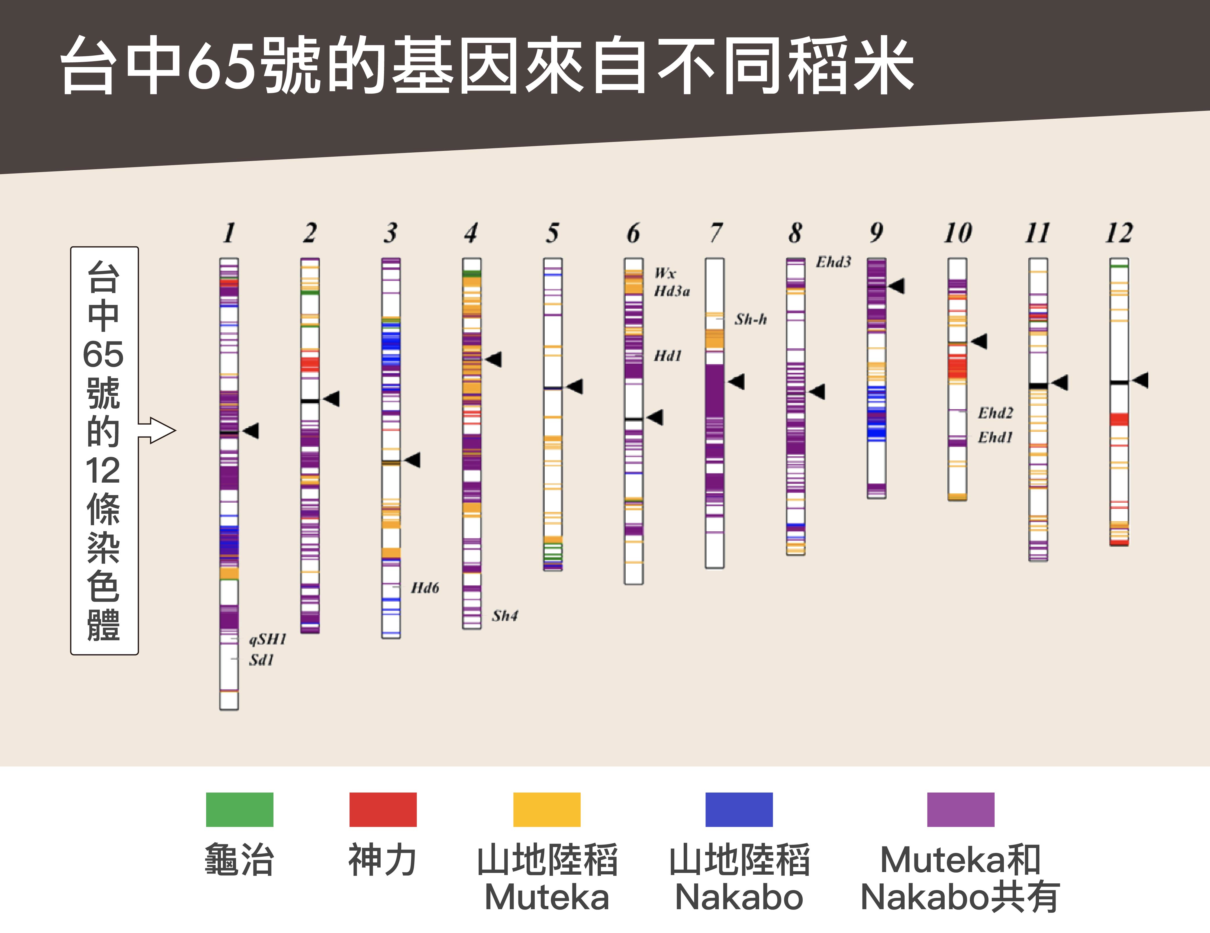 透過基因定序分析發現，臺中 65 號其實帶有四種品種的基因：龜治、神力、山地陸稻 Muteka 和 Nakabo。圖│邢禹依
