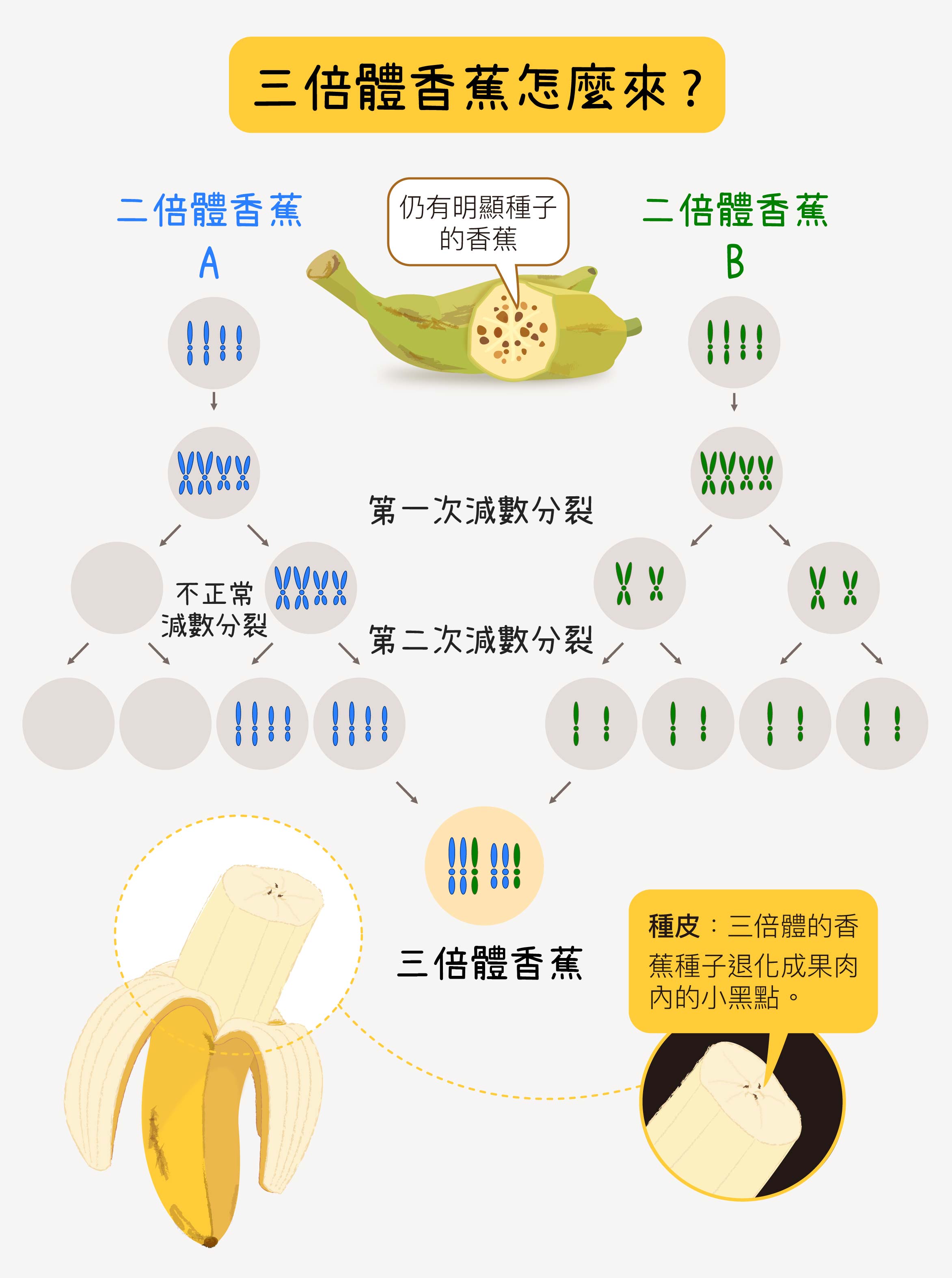 有些香蕉仍有明顯種子，它們是二倍體、四倍體，種子又黑又硬、大小如木瓜籽。三倍體的香蕉，則是二倍體和二倍體，或是二倍體和四倍體香蕉雜交而來，例如：一個二倍體親代提供一套、另一個二倍體親代提供兩套，結合成三倍。三倍體香蕉種子不能正常發育，只剩下種皮。圖│研之有物 (資料來源│蘇柏諺 / 陳荷明實驗室)