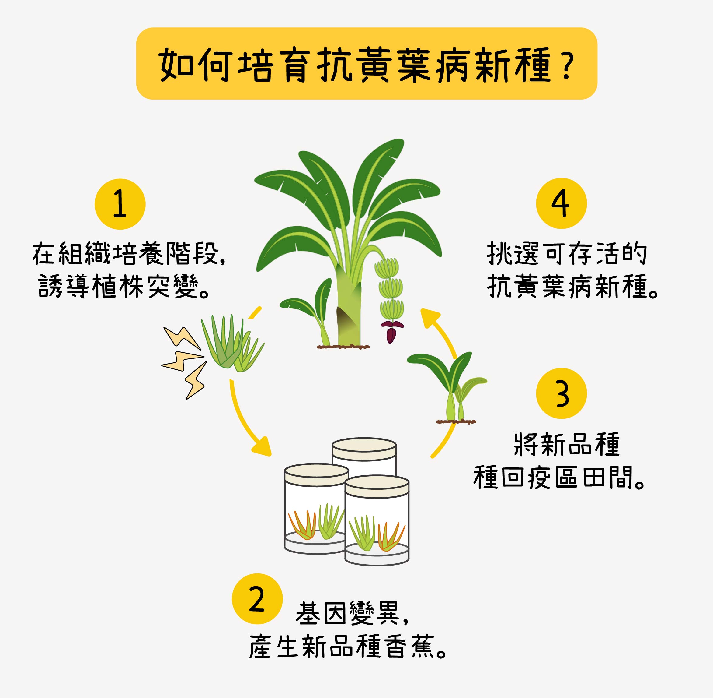 三倍體的華蕉，雖然會開花，但花無法受孕產⽣種⼦，因此必須以組織培養孕育新種。台灣香蕉研究所的研究員，在香蕉苗的組培階段，誘導植株突變，增加基因多樣性，再將香蕉苗種回疫區田間，挑選出存活的抗病栽培種，最終培育出可抗黃葉病的寶島蕉、台蕉五號、台蕉七號。圖│研之有物 (資料來源│蘇柏諺 / 陳荷明實驗室)