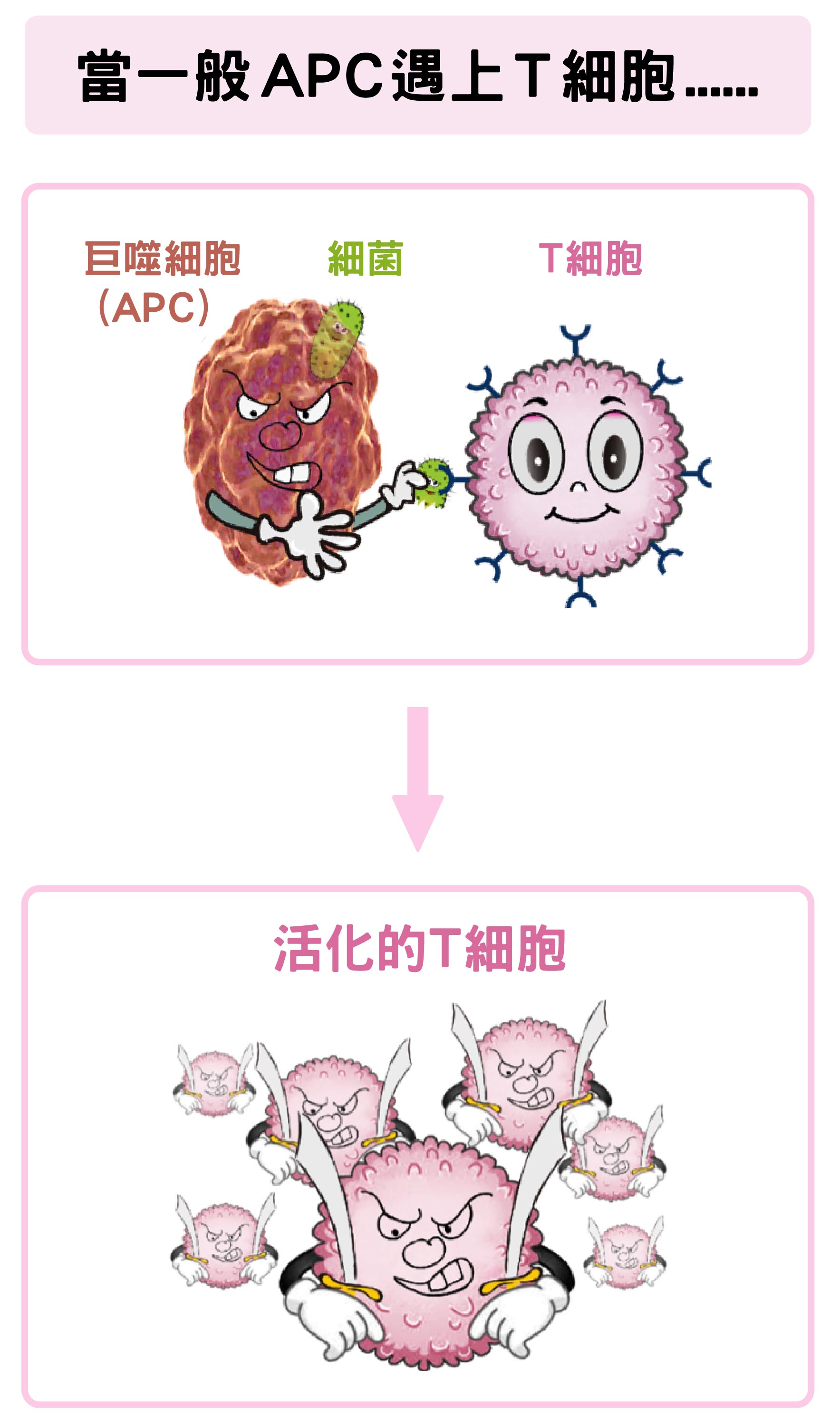巨噬細胞(APC)吞噬細菌後,可活化T細胞。圖│研之有物 (資料來源│陶秘華、圖說原作│張峰碧)