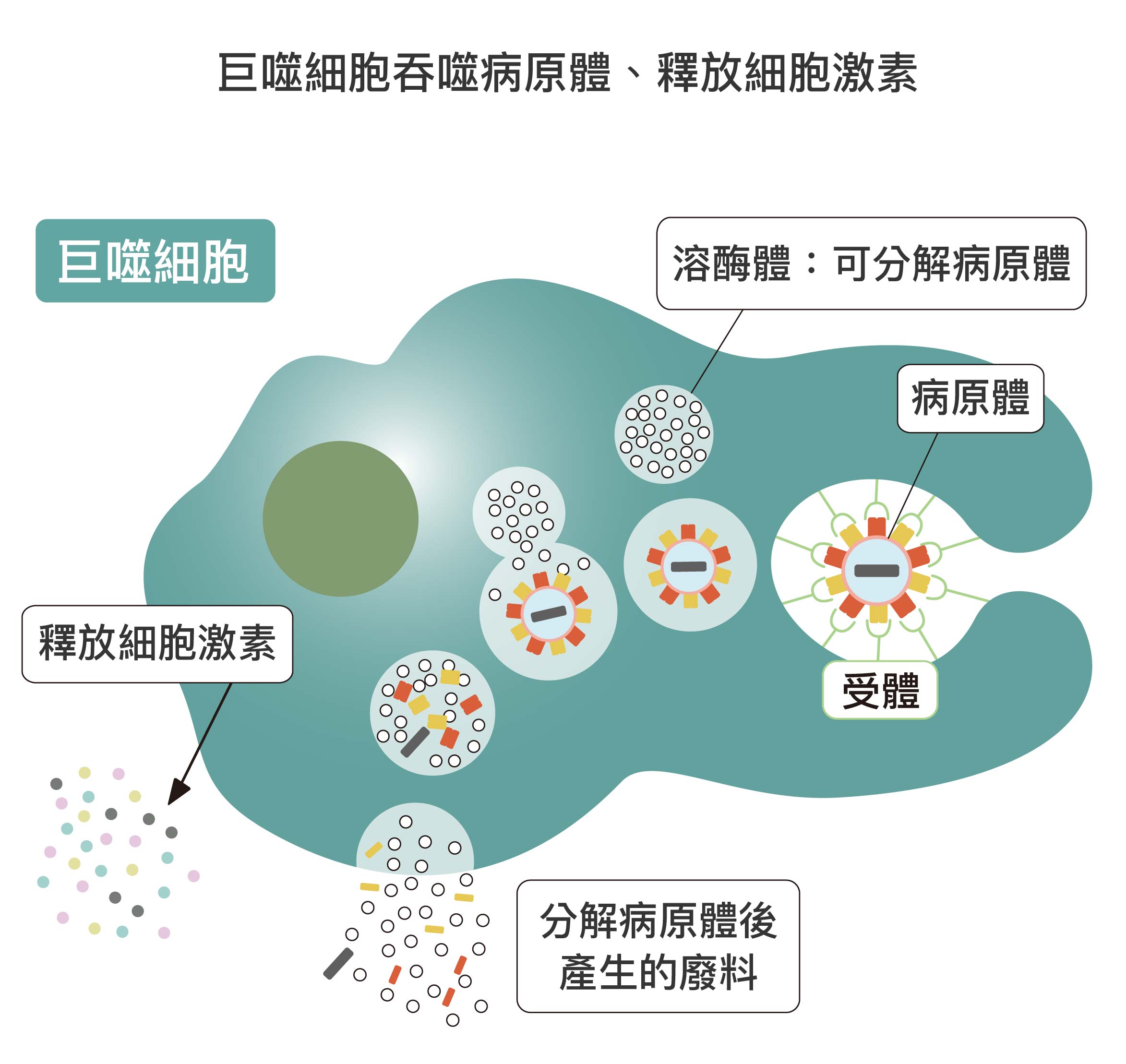 巨噬細胞,也會吞噬大量的病原體,細胞內有酶可分解病原體,再將分解後的廢料排出,同時釋放細胞激素引起發炎反應。圖│研之有物
