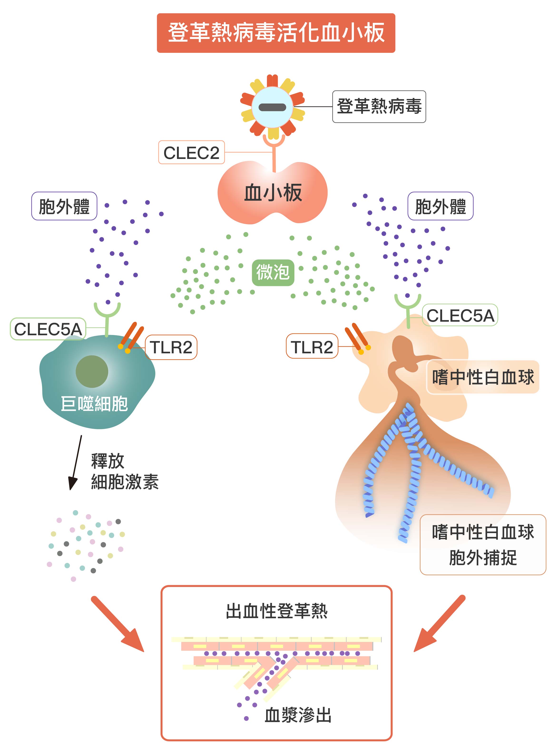 圖│研之有物 (資料來源│謝世良、圖說原作│宋佩珊)