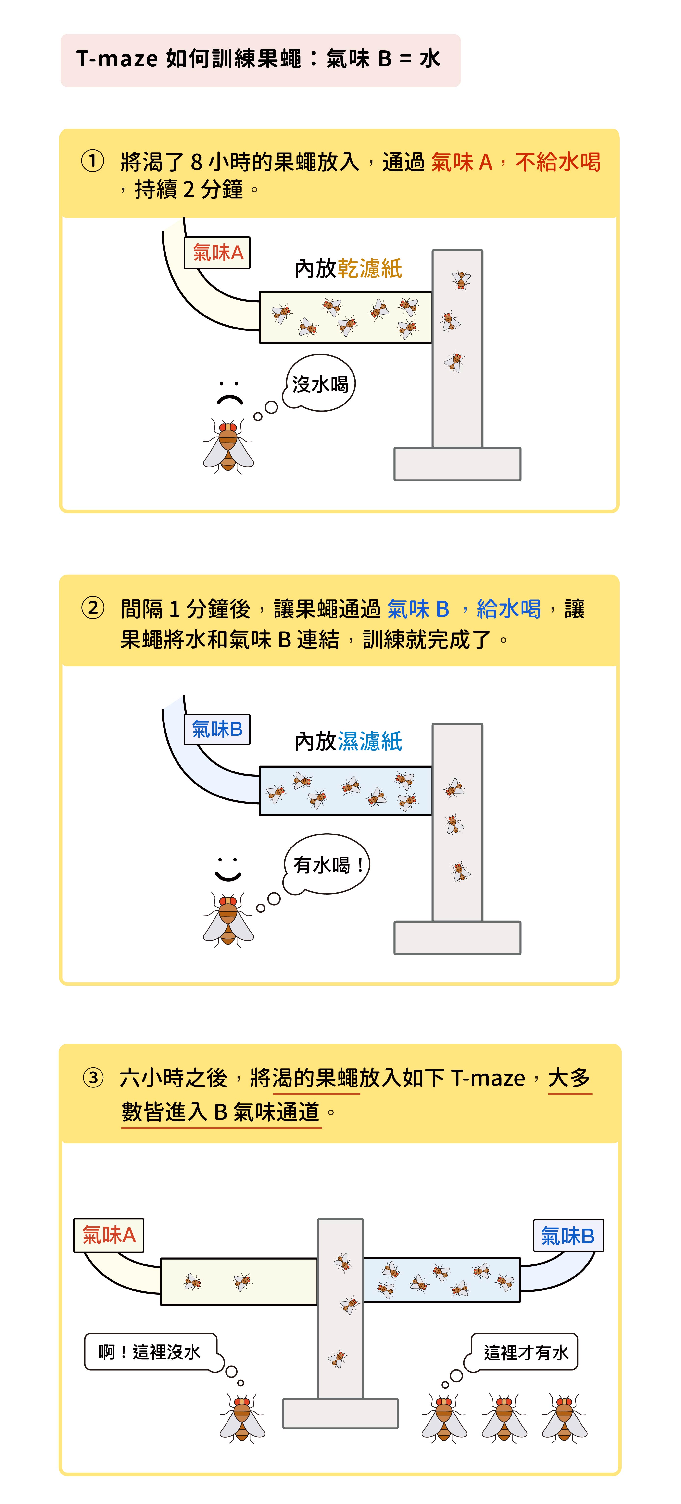 研究員運用一種 T 字狀迷宮「T-maze」,先讓果蠅渴 8 個小時,然後進入 T-maze ,通入氣味 A、不給水 (放置乾燥的濾紙),持續 2 分鐘。間隔 1 分鐘後,再通入氣味 B 、給水喝 (放置潮濕的濾紙),持續 2 分鐘,訓練果蠅將氣味 B 與水連結起來,訓練就完成了。訓練完成 6 小時之後,將渴的果蠅放入 T-maze,大多數乖乖進入 B 氣味通道。圖│研之有物 (資料來源│林書葦)