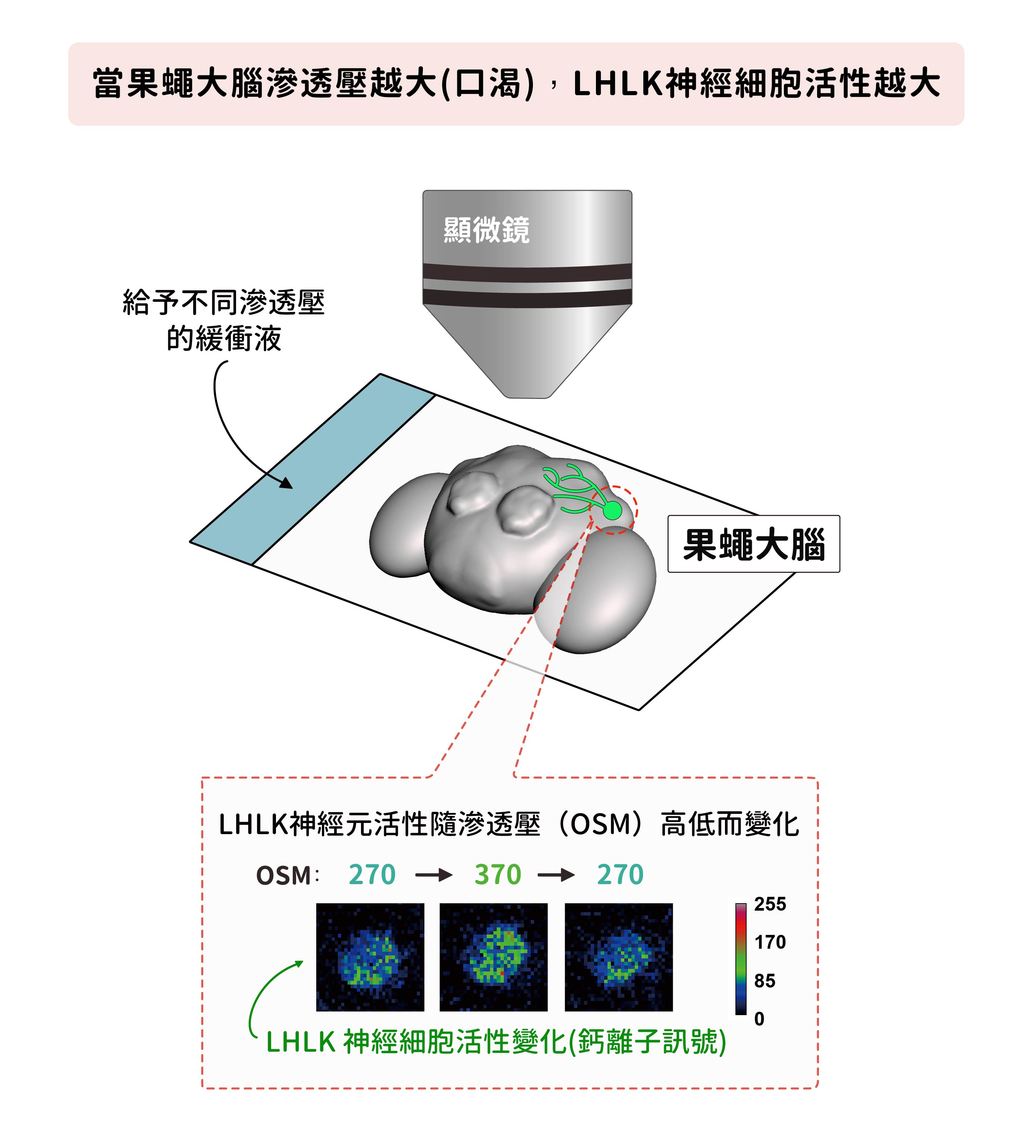 果蠅大腦固定在顯微鏡下,給予不同滲透壓的緩衝液,並觀察神經細胞活動。當滲透壓升高,只有一群名為 LHLK 神經細胞的鈣離子訊號會增強,表示神經活性上升。圖│研之有物 (資料來源│林書葦)