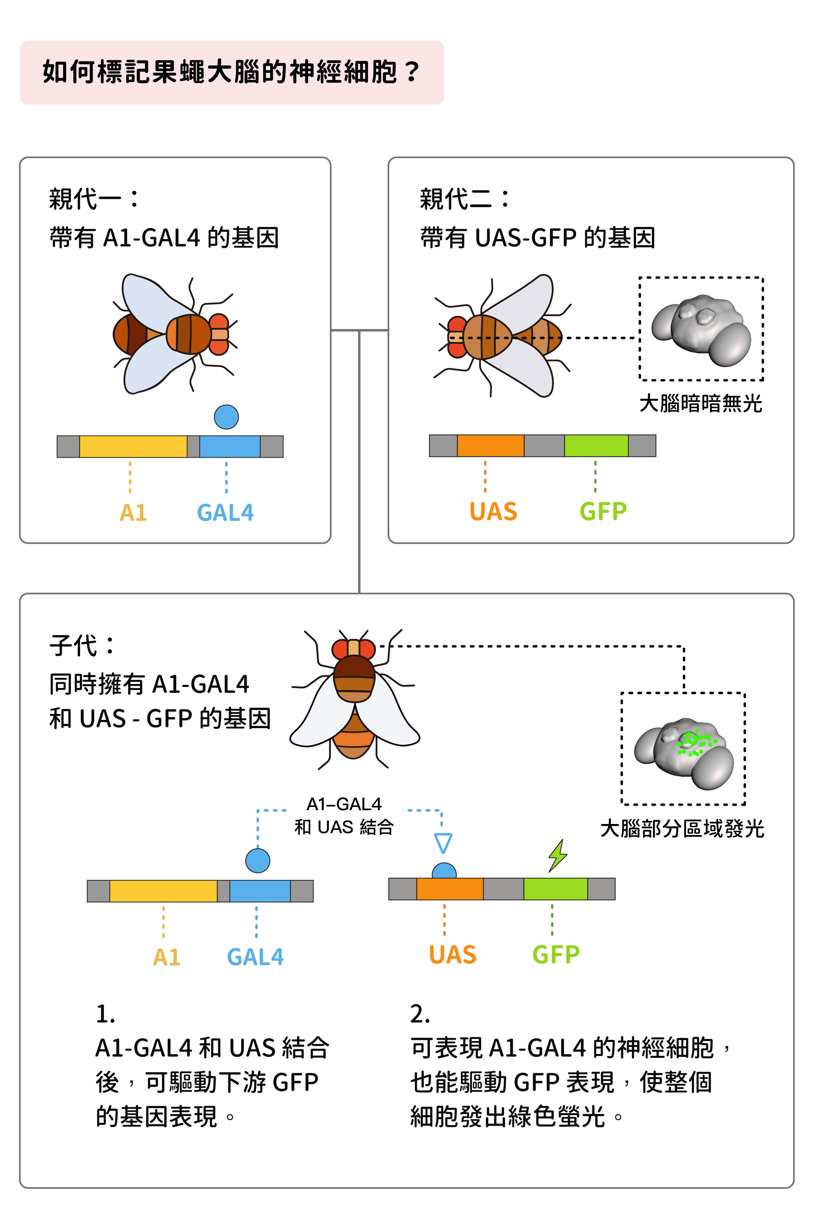 如果公果蠅身上帶有 A1-GAL41 的基因,讓牠和帶 有 UAS-GFP 基因的母果蠅交配之後,子代同時帶有 A1-GAL4 和 UAS-GFP ,於是大腦中可以表現 A1-GAL4 的神經細胞,即可發出綠色螢光。圖│研之有物