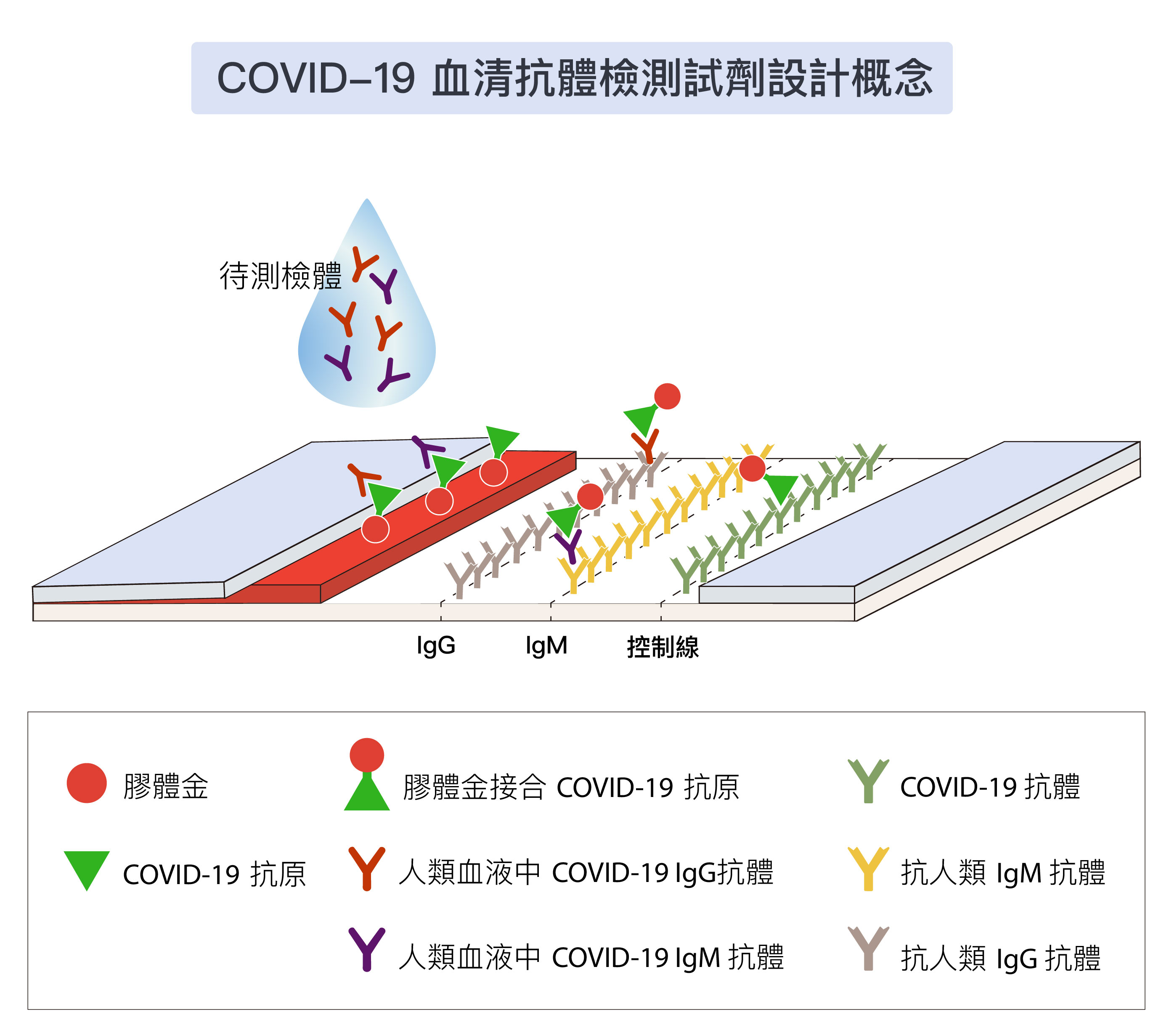 血清抗體檢測與抗原檢測的原理相似,也是用膠體金顯色,只是捕捉的不是抗原,而是抗體。測試線有兩條,分別捕捉血液中的 IgM 與 IgG 抗體,用來推測感染時間先後。圖│研之有物 (資料來源│慈濟大學)
