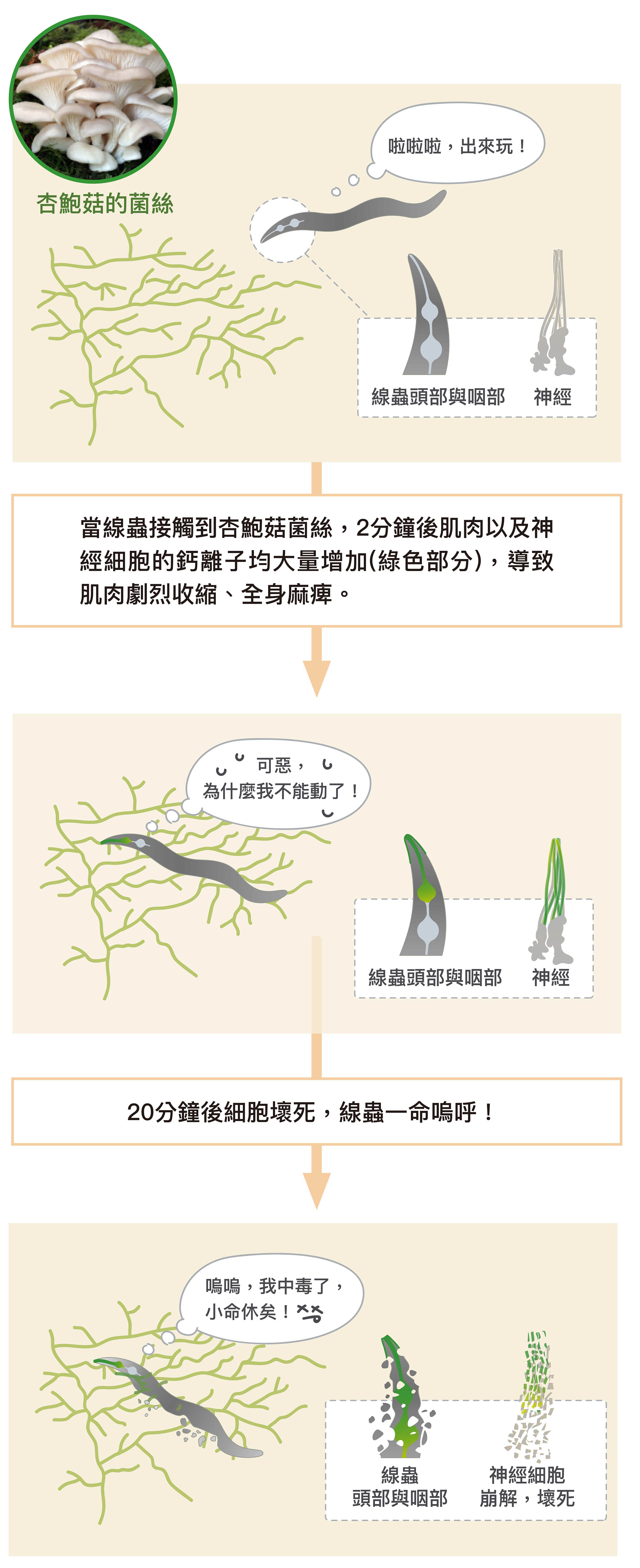 杏鮑菇的毒素會引起線蟲的神經細胞和肌肉細胞的鈣離子突然增加,導致肌肉劇烈收縮、麻痺,接著全身細胞跟著壞死,線蟲很快就一命嗚呼。圖│研之有物 (資料來源│Ching-Han Lee, Han-Wen Chang, Ching-Ting Yang, Niaz Wali, Jiun-Jie Shie, Yen-Ping Hsueh (2020) Sensory cilia as the Achilles heel of nematodes when attacked by carnivorous mushrooms.PNAS, 117(11)6014-6022)
