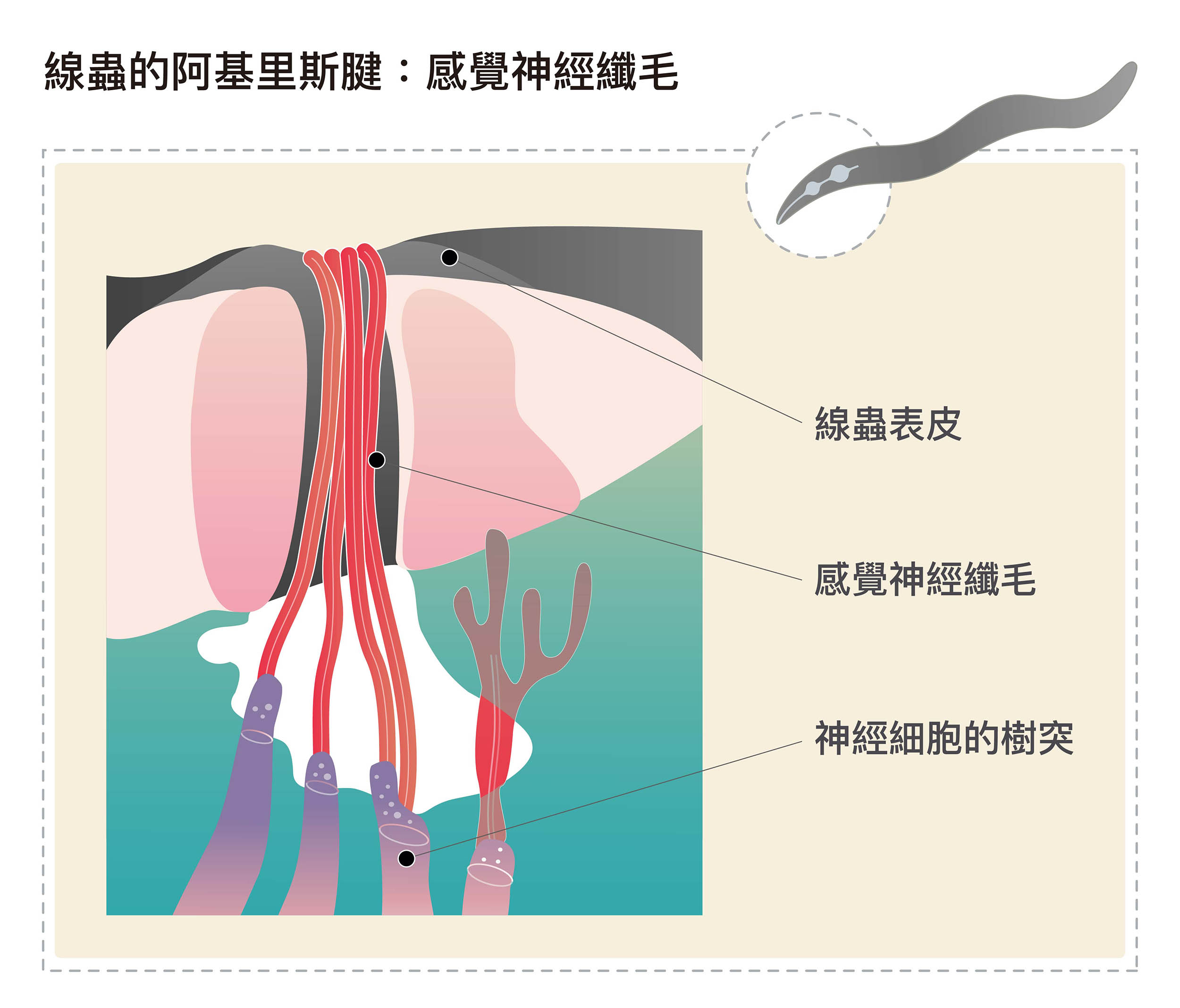 線蟲的感覺神經纖毛位於神經細胞的末端,功能是接收外界的訊息,在線蟲與真菌的戰爭中,成為杏鮑菇毒素入侵的破口。圖│研之有物 (資料來源│薛雁冰)