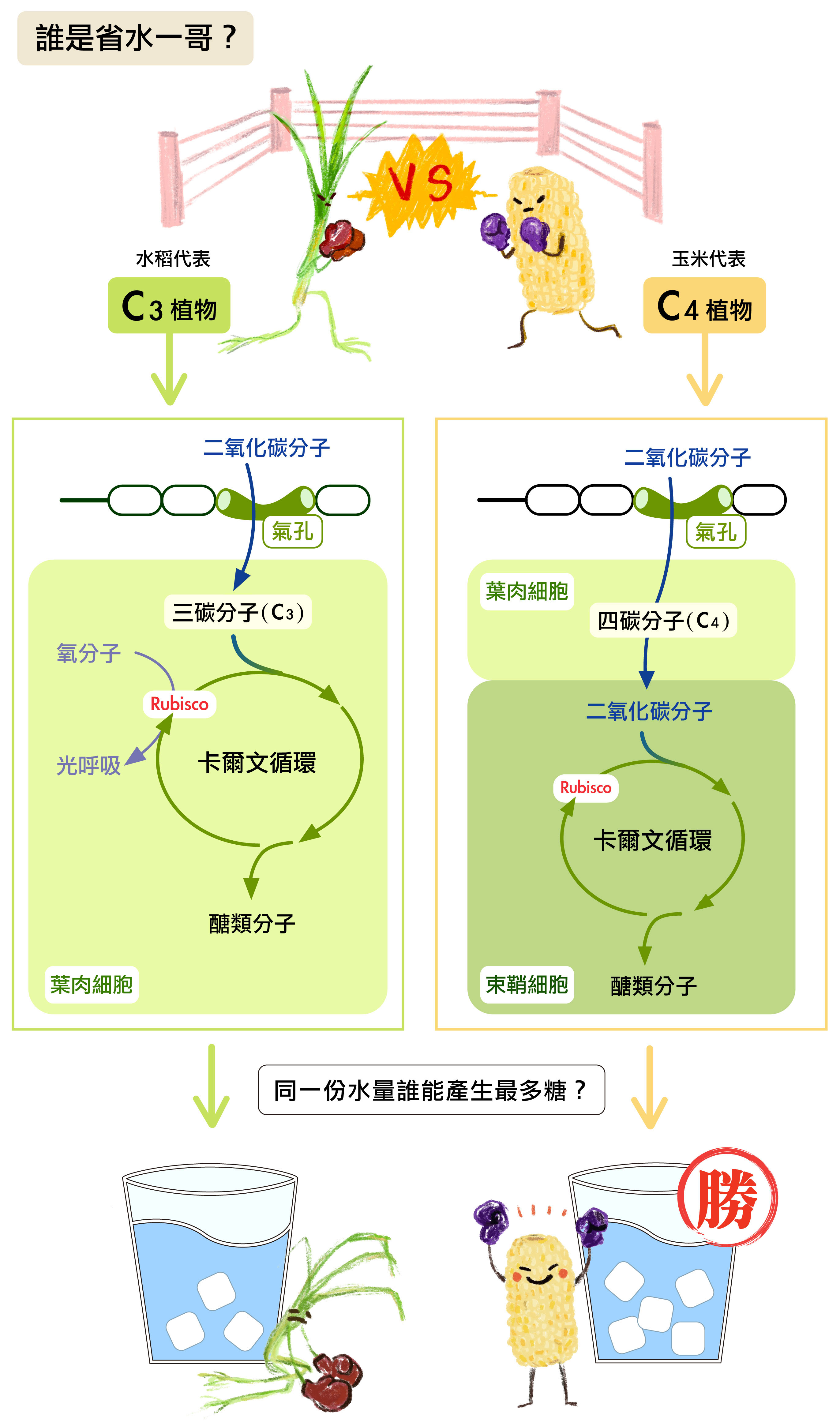 C3 植物，意即光合作用轉化二氧化碳最先產物為三碳化合物， C4 植物最先產物則是四碳化合物。C4 型植物的葉片中具有特殊的組織結構，以及複雜的酵素生化反應，可以讓二氧化碳更有效率地轉換成糖類，並且減少在蒸發作用流失水分。換句話說，以同樣的水量灌溉，C4 植物可產生的糖比較多。國際 C4 水稻計畫，簡言之，即把屬於 C3 型植物的水稻改造成 C4 型植物。圖│研之有物