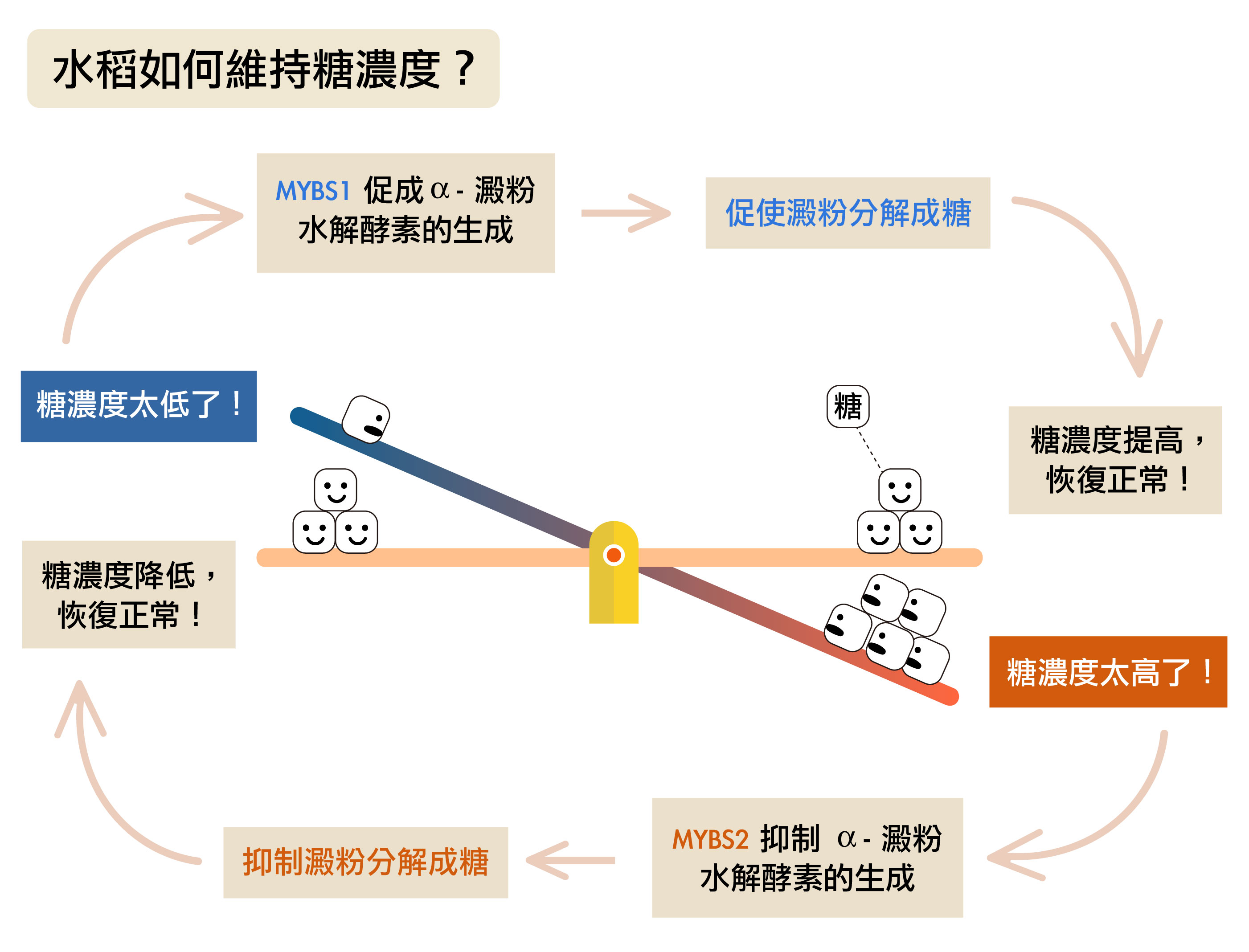 余淑美團隊的研究發現：缺糖時，水稻利用調控因子 MYBS1 促進 α- 澱粉水解酵素產生，把儲存的澱粉分解成糖，讓水稻的糖濃度恢復正常；糖濃度過高時，則利用 MYBS2 來抑制 α- 澱粉水解酵素的產生。圖│研之有物 (資料來源│余淑美)