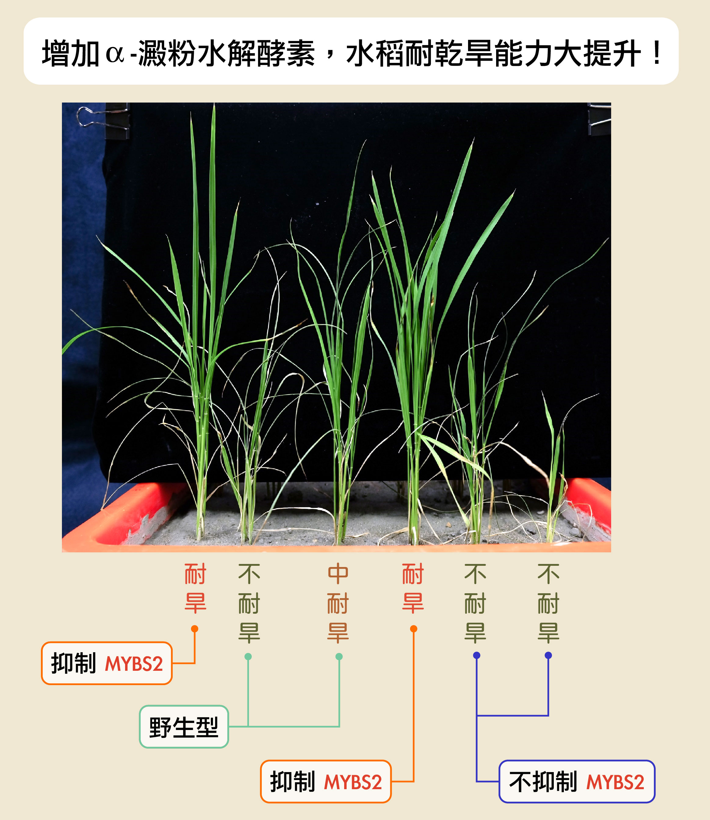 圖│研之有物 (資料來源│余淑美)